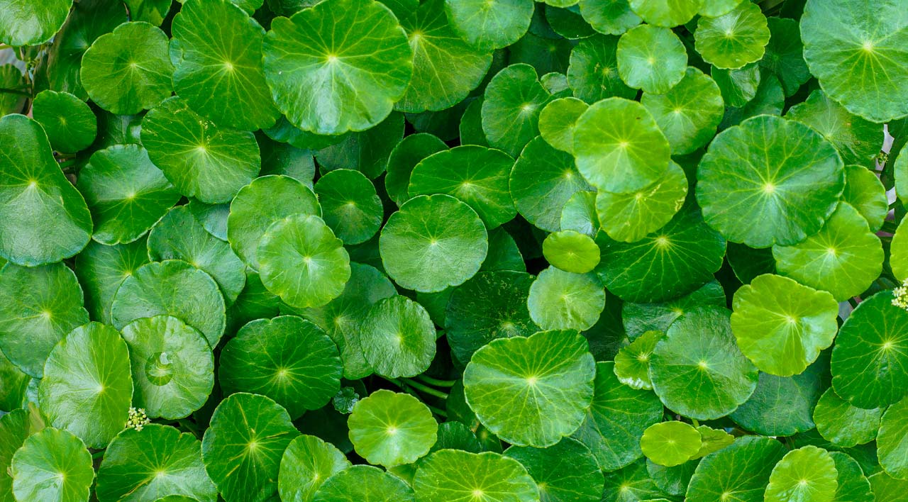 Centella