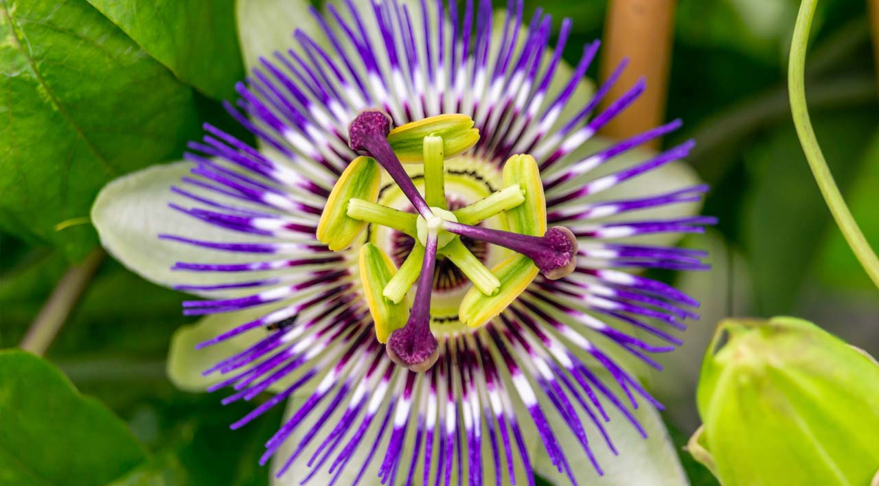 Passiflora