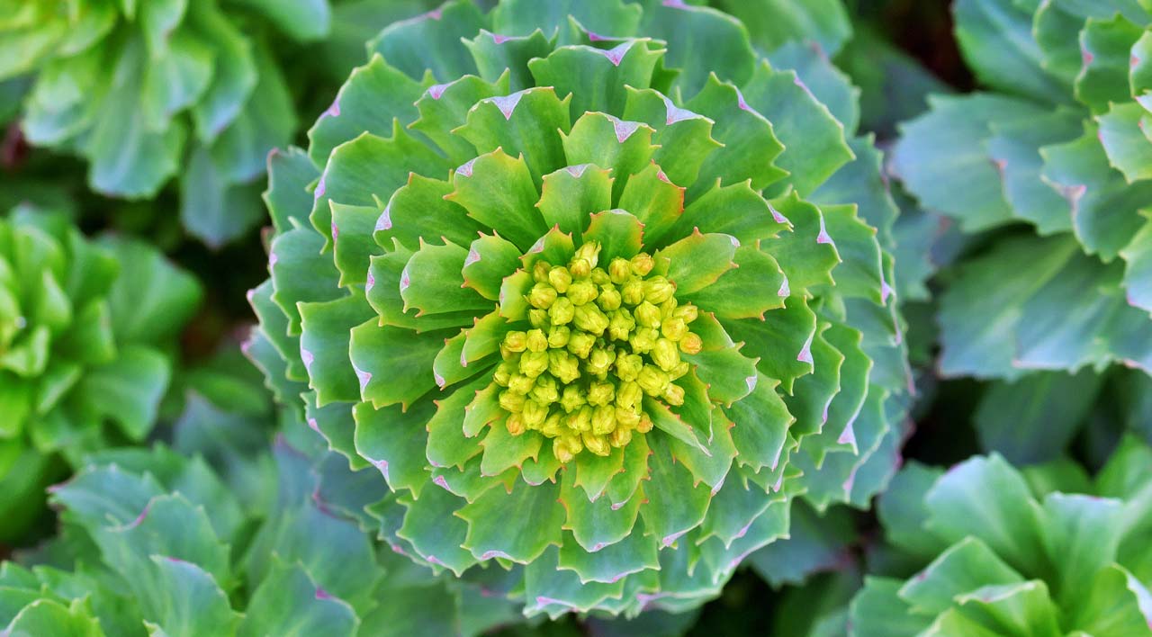 Rhodiola