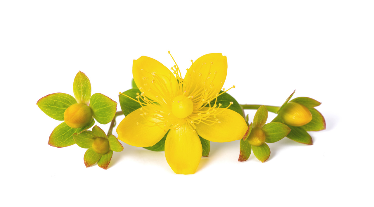 Hypericum